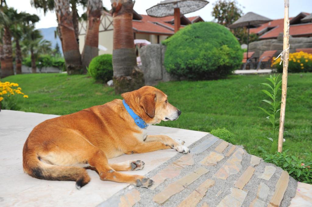Grenadine Lodge Dalyan Dış mekan fotoğraf