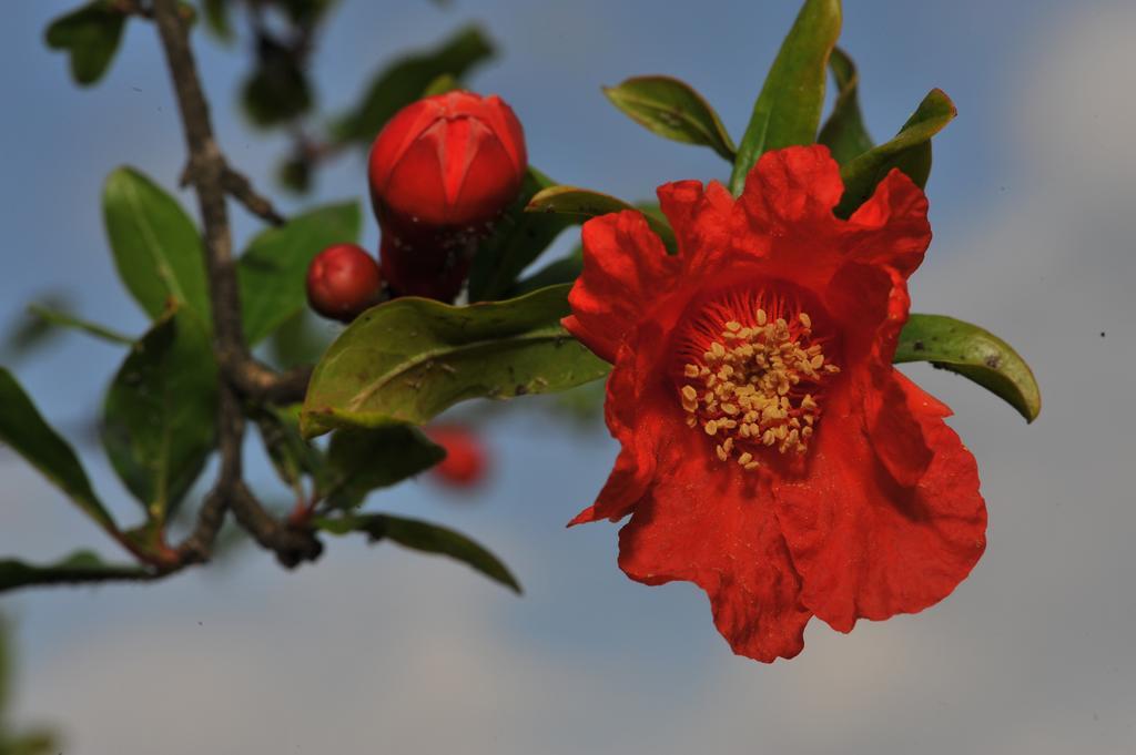 Grenadine Lodge Dalyan Dış mekan fotoğraf